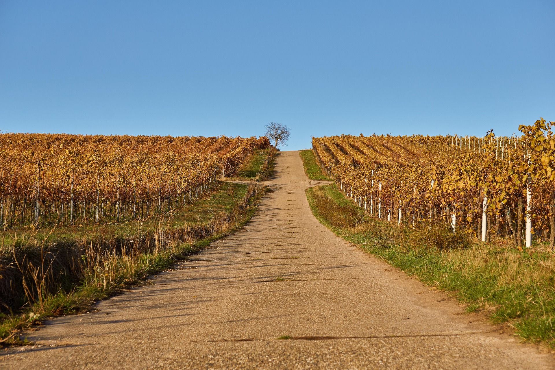 Illustration Compagnie des Médiateurs - paysage de Bourgogne Franche-Comté